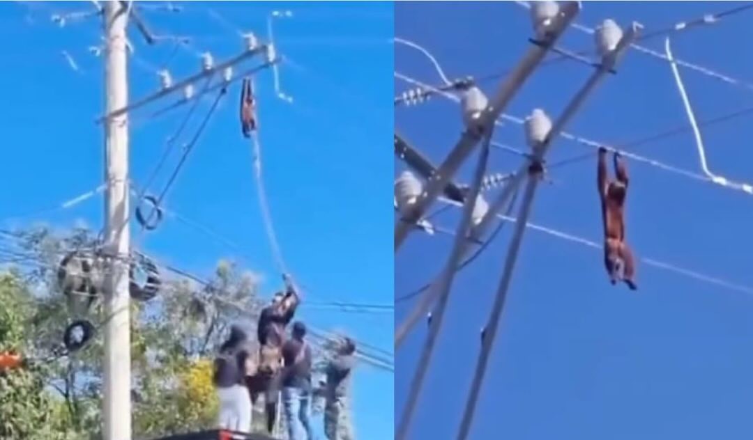 Video: rescatan a mono aullador que había quedado atrapado en cables de energía