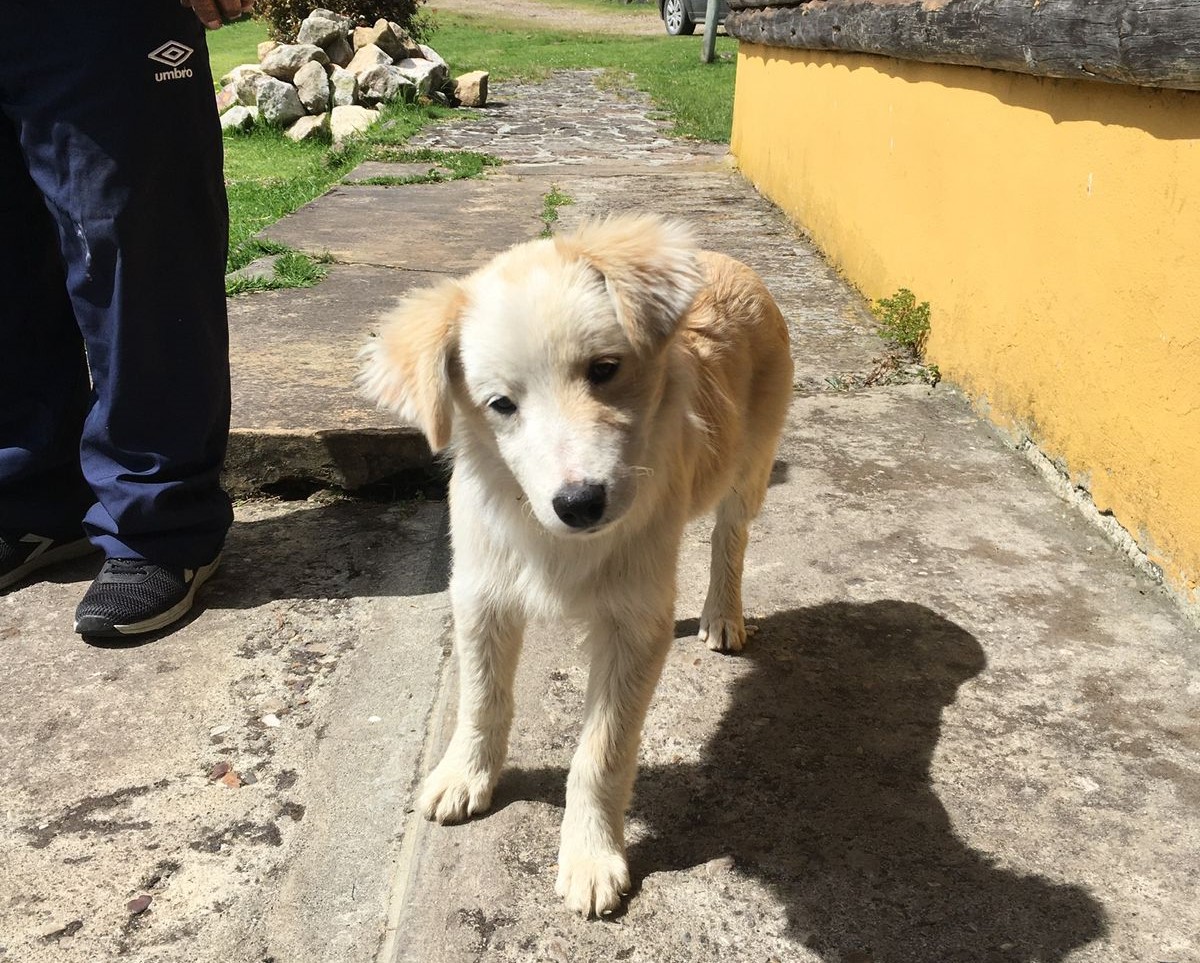 ¿Lo ha visto? Coco se perdió hace seis días en el occidente de Bogotá
