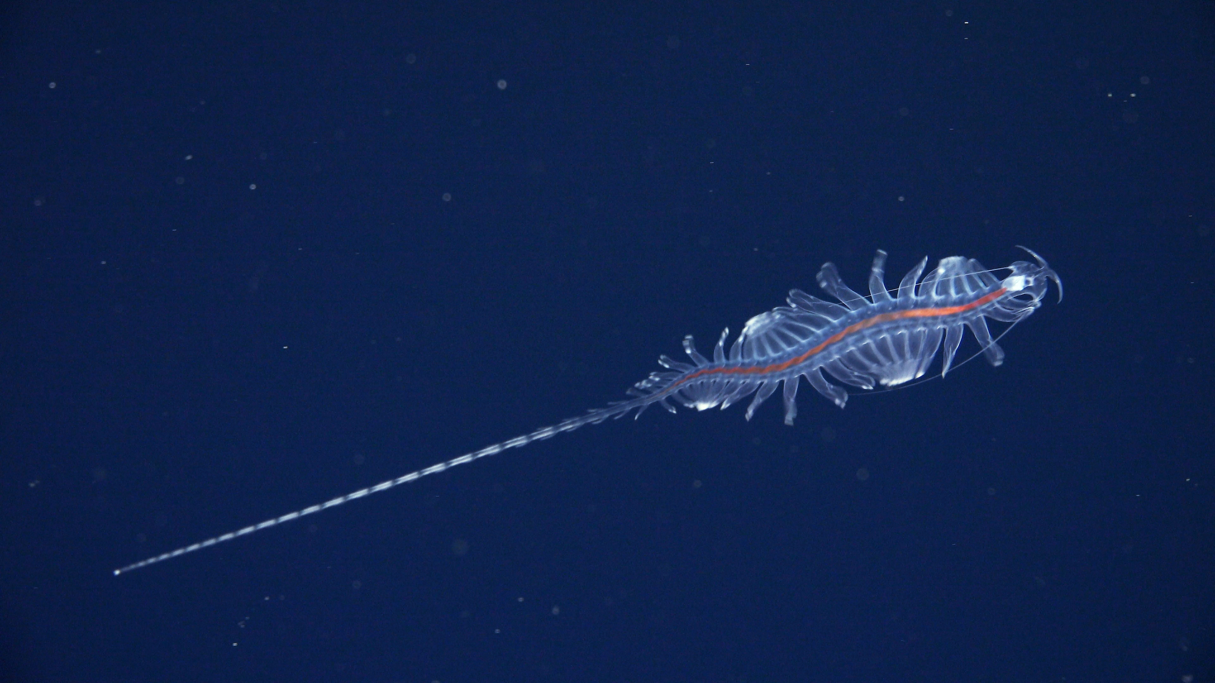 En fotos: científicos descubren 31 especies en el ecosistema menos explorado de la Tierra