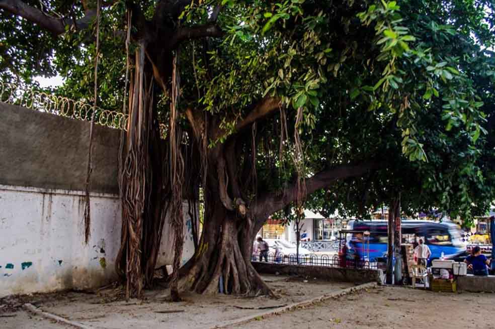 Protestas por tala de árbol de caucho