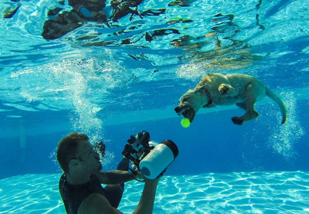 Este fotógrafo capta divertidas escenas de perros bajo el agua