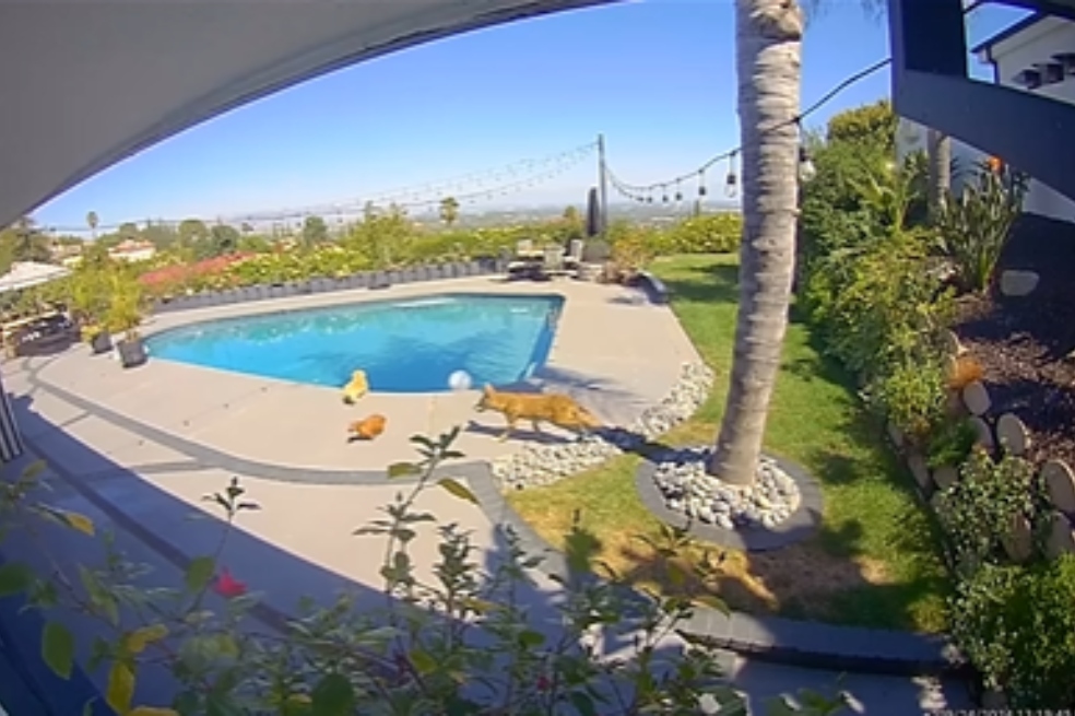 El dramático rescate del perro de Tommy Lee tras ser atacado por un coyote (video)