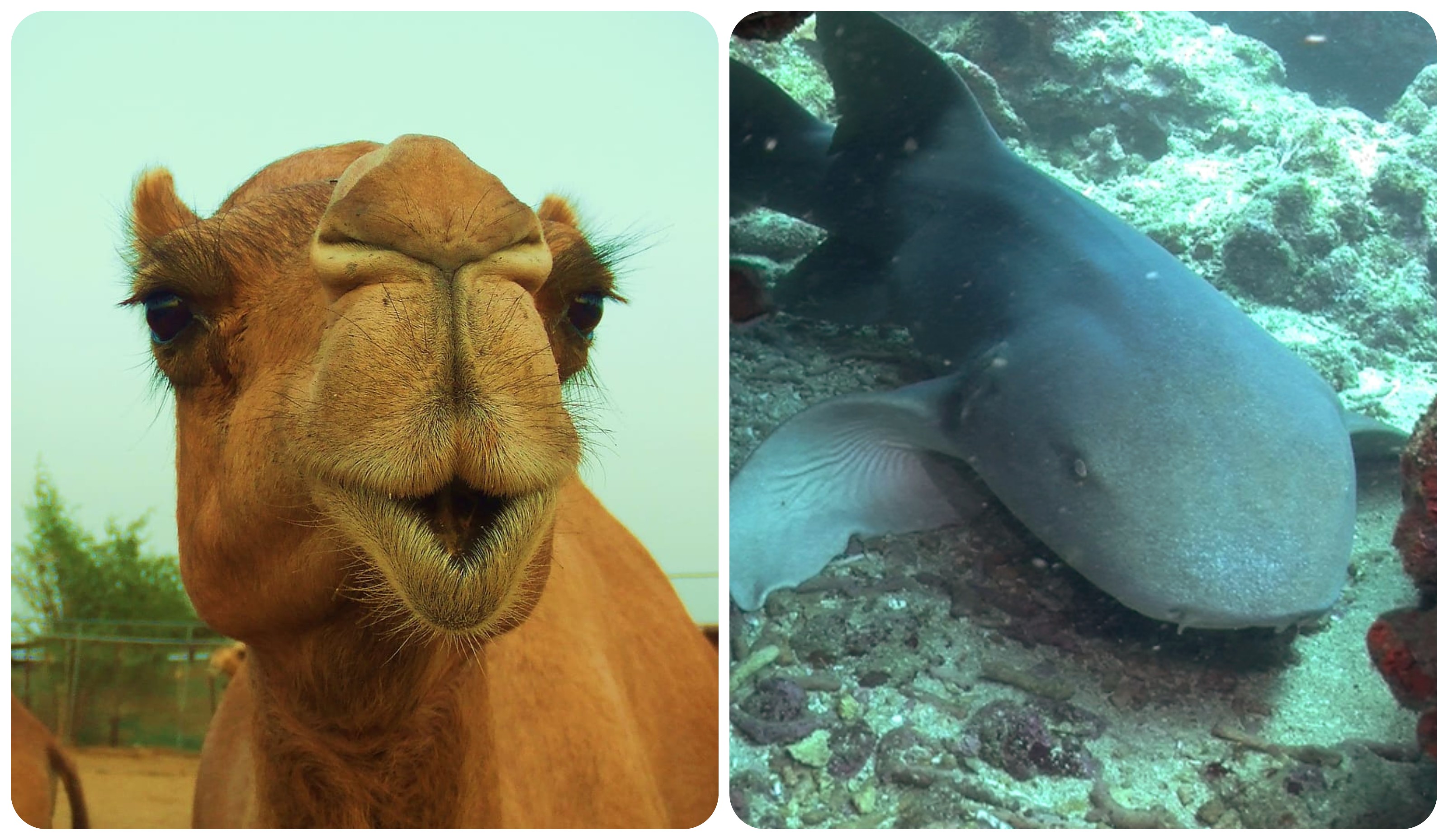En los anticuerpos de camellos y tiburones podría estar un gran cambio en medicina