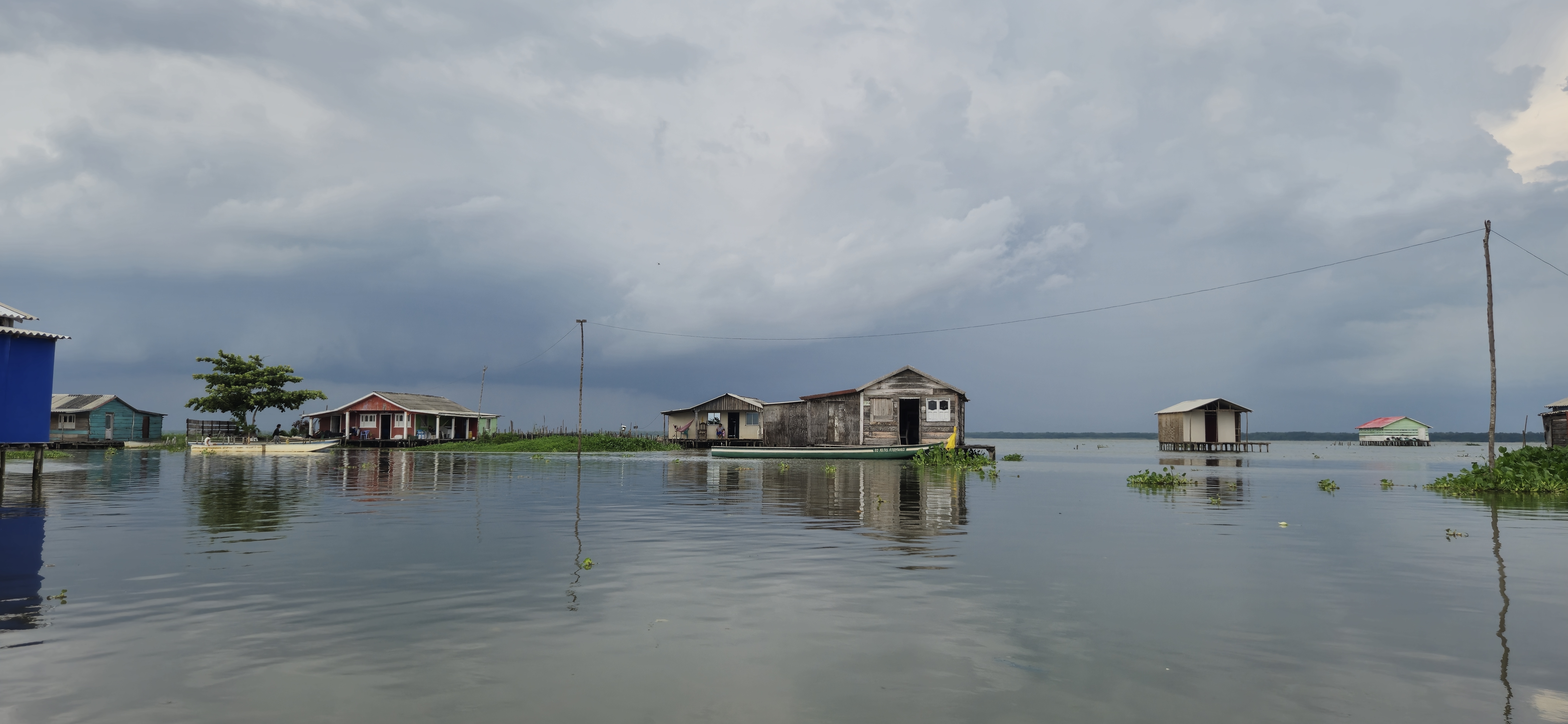 Declaran calamidad pública por planta invasora en Ciénaga Grande de Santa Marta