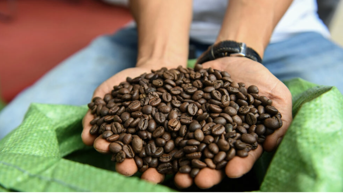 Café canéfora: una variedad que podría revolucionar la producción cafetera