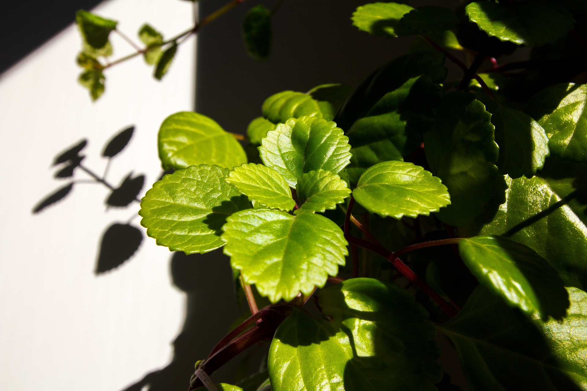 Imagen de las hojas de una planta del dinero que se encuentran bajo una luz indirecta que cae de lado.