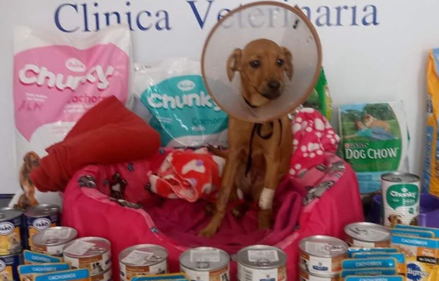 Ofrecen $5 millones de recompensa por información sobre el abusador de ‘Lupita’