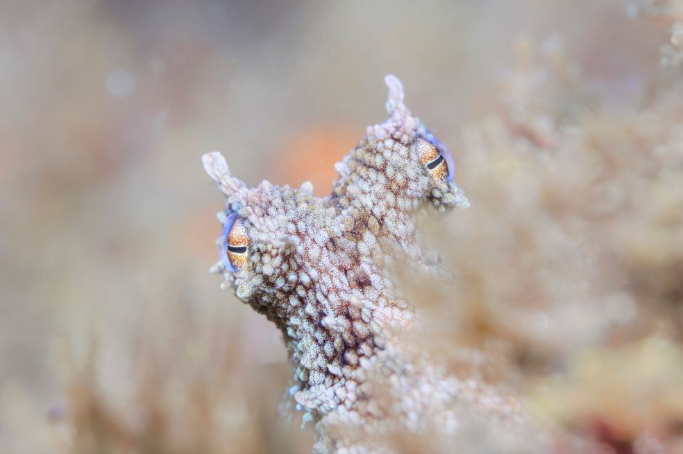 Un curioso pulpo se asoma desde su escondite. "Siempre me han fascinado los pulpos. Son unas de las criaturas más inteligentes y singulares bajo el agua", dice Jonker. "Este pequeño pulpo común estaba tan bien camuflado entre los hidroides que casi me lo pierdo. Se asomaba y luego se escondía, levantando la cabeza con cautela. Pasé unos 15 minutos observándolo, fijándome en su curiosidad y cautela. Poco a poco se volvió más valiente y pasó más tiempo observándome a mí y a mi cámara. Finalmente, me permitió hacerle una foto antes de escabullirse bajo su roca. Momentos como este nos hacen sentir humildes, nos recuerdan que somos visitantes en su entorno, y sin embargo están dispuestos a compartir una conexión".