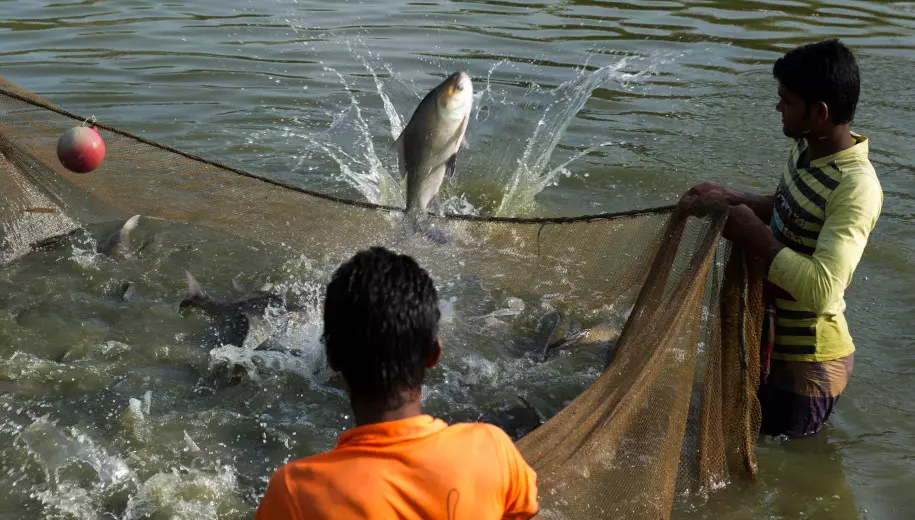 Producción mundial de animales acuáticos: acuicultura supera a la pesca