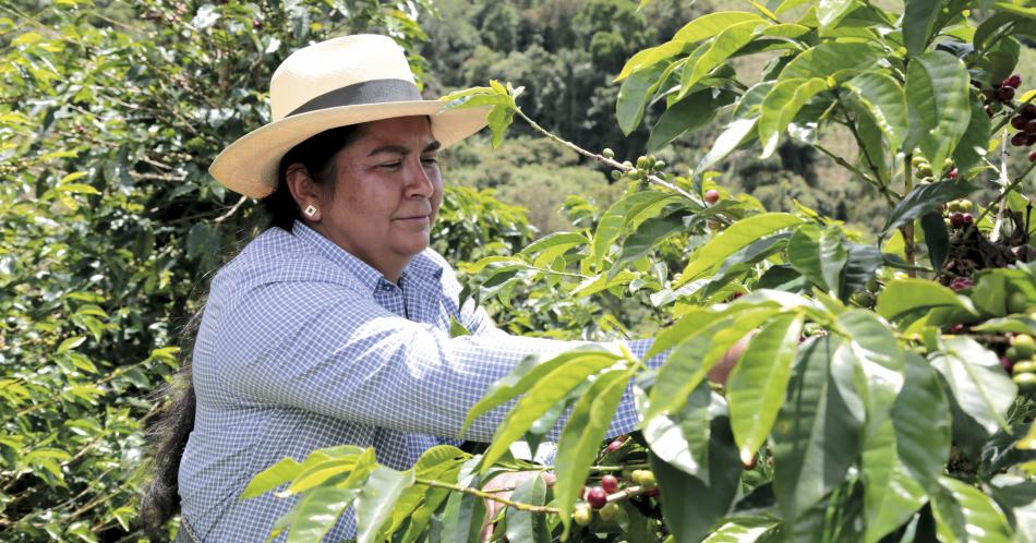 Claves para cultivar un buen café colombiano