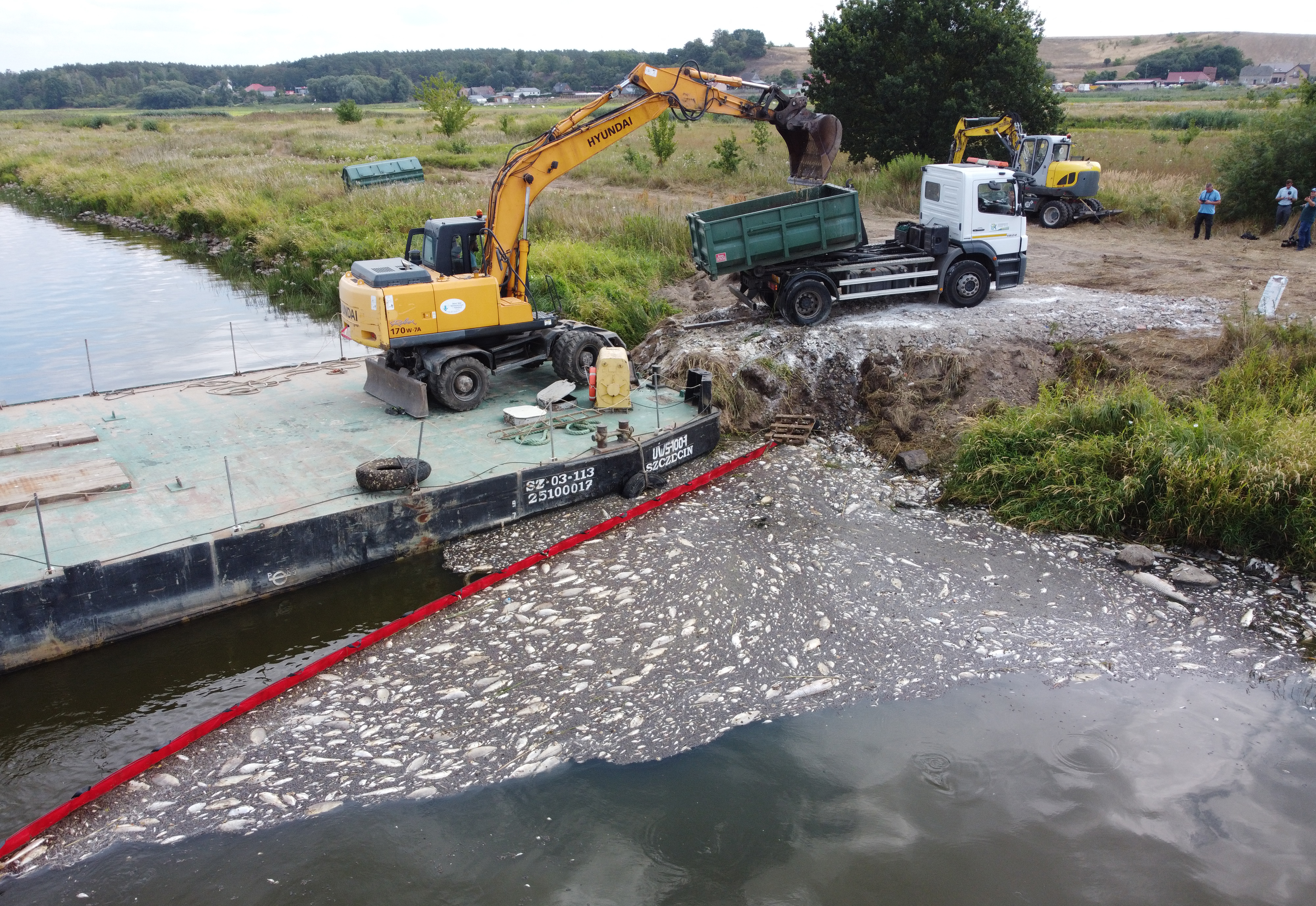 Alga tóxica sería la causa de mortalidad masiva de peces en el río Óder