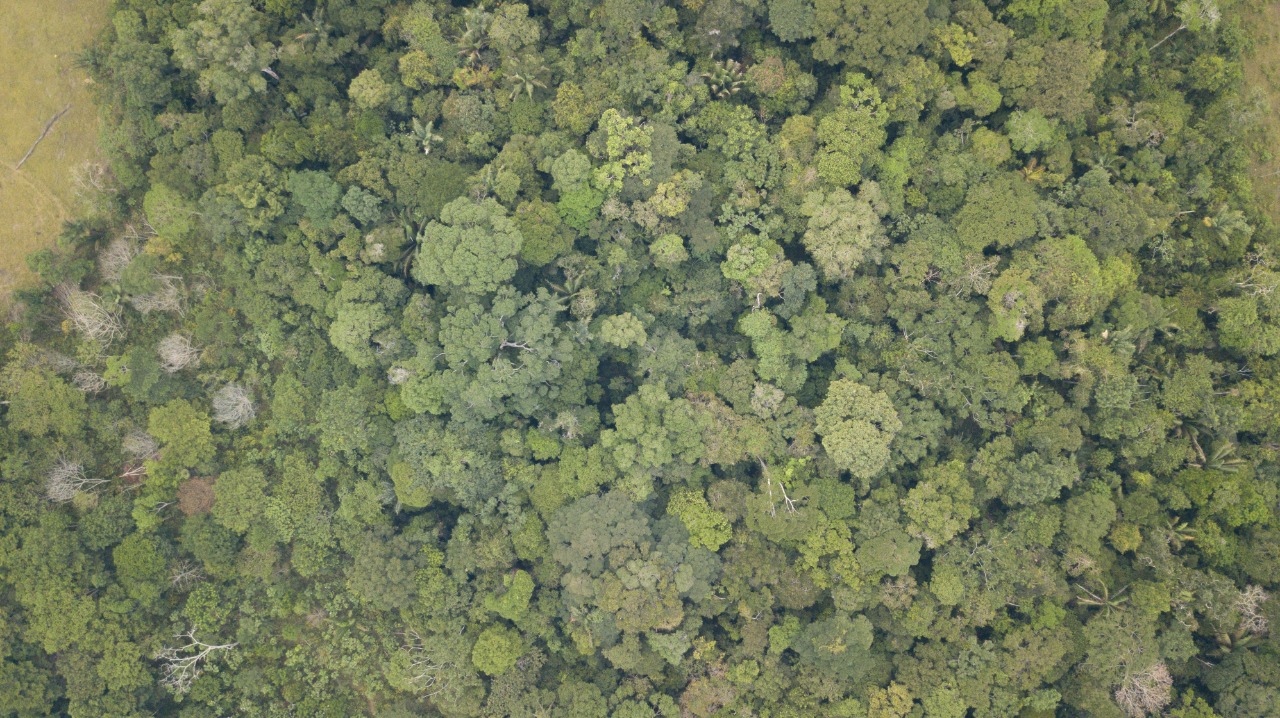 Caquetá es uno de los departamentos más biodiversos y, al mismo tiempo, más deforestados de Colombia.