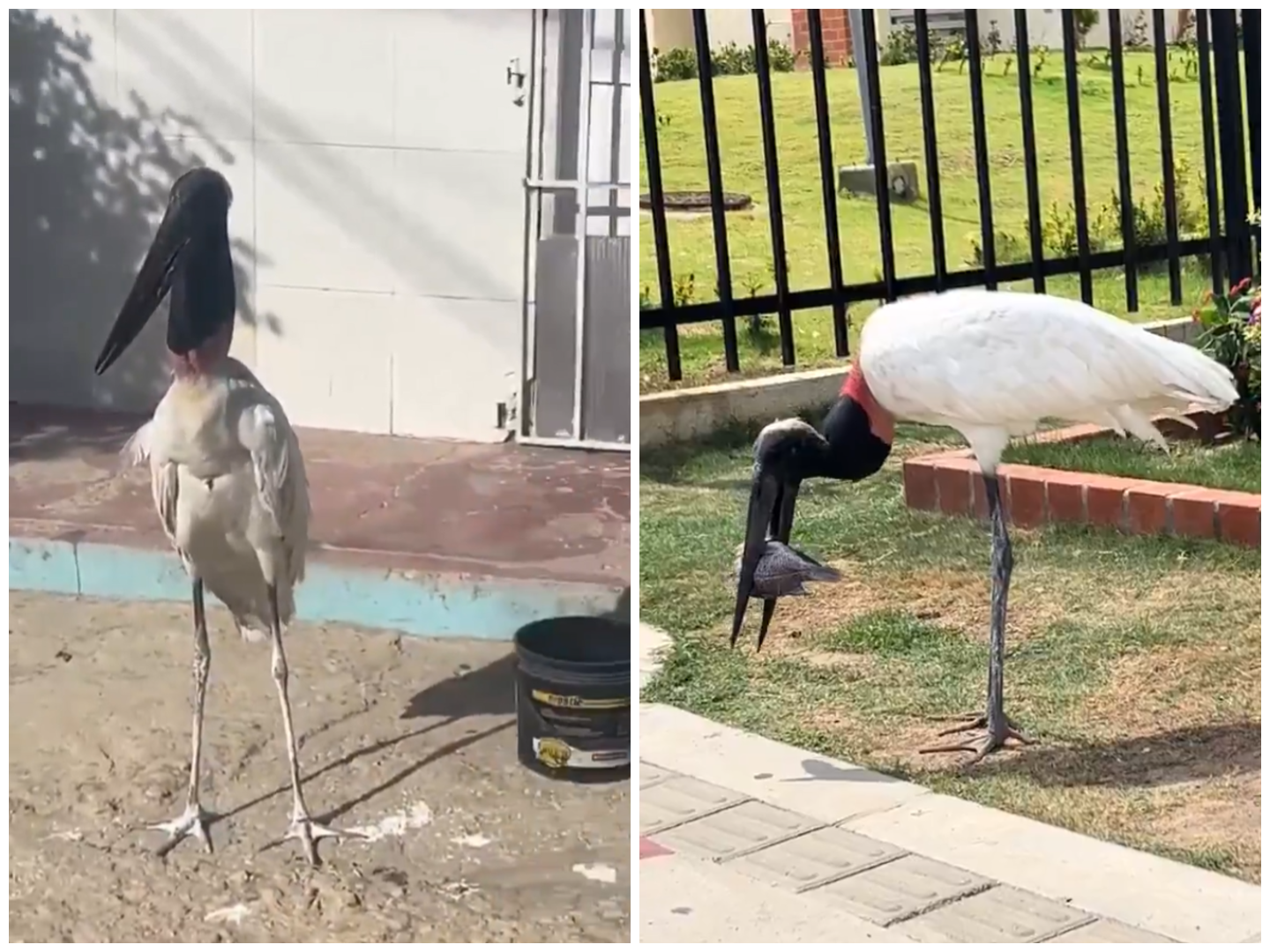 Murió la cigüeña jabirú que fue vista rondando por Barranquilla