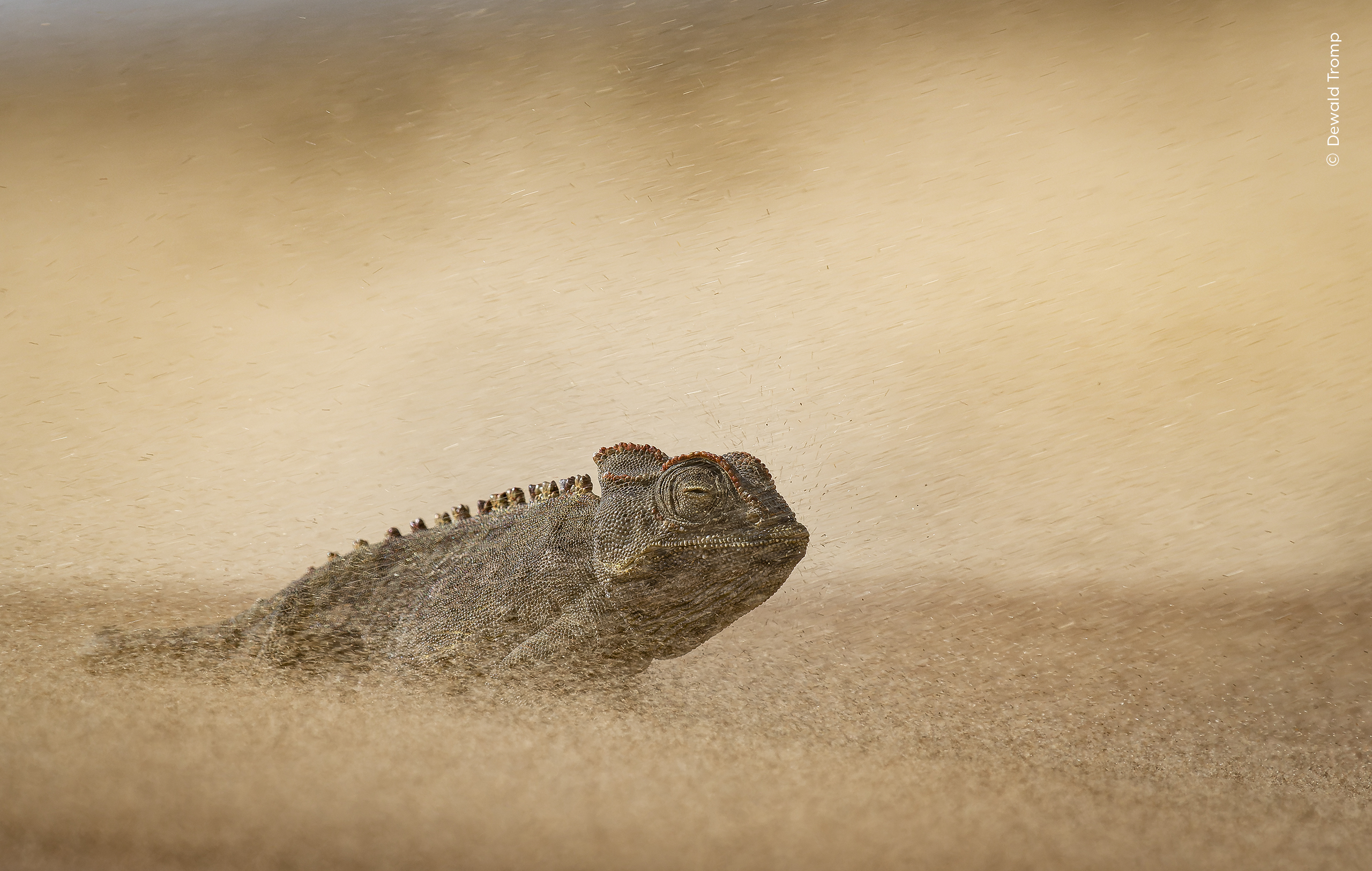 Mención especial, "Animales en su entorno":

Dewald Tromp (Sudáfrica) capta a un camaleón enfrentándose a una tormenta de arena en el desierto de Namib.