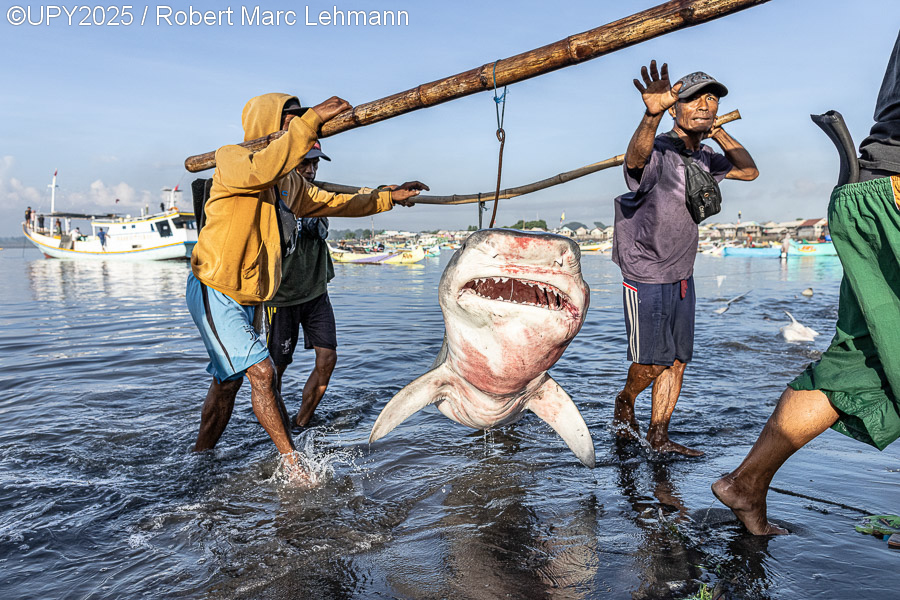 El Save Our Seas Foundation's Marine Conservation Photographer of the Year 2025 fue para Robert Marc Lehmann con "1 / 200.000.000", una impactante imagen de un tiburón tigre cazado por humanos para su consumo, destacando la alarmante cifra de 200 millones de tiburones muertos anualmente por la acción humana.
