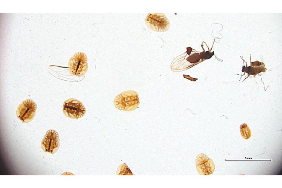 Estos son algunos de los insectos que están afectado a la planta.