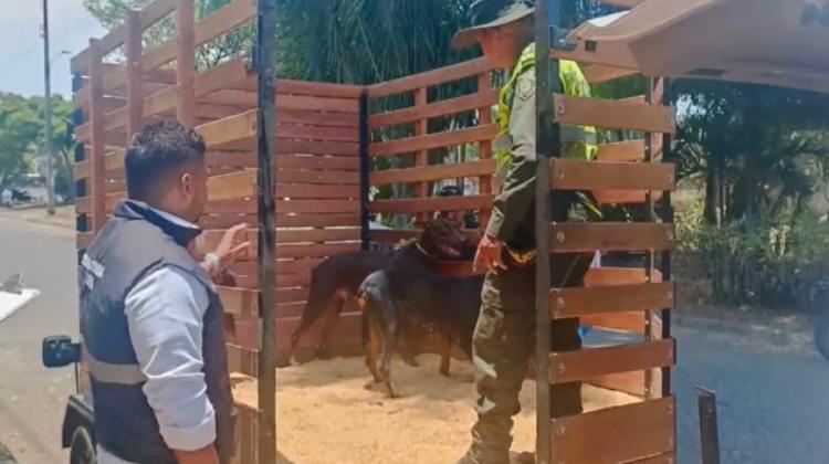 Rescatan a 25 perros dóberman de un presunto criadero ilegal en el oriente de Cali