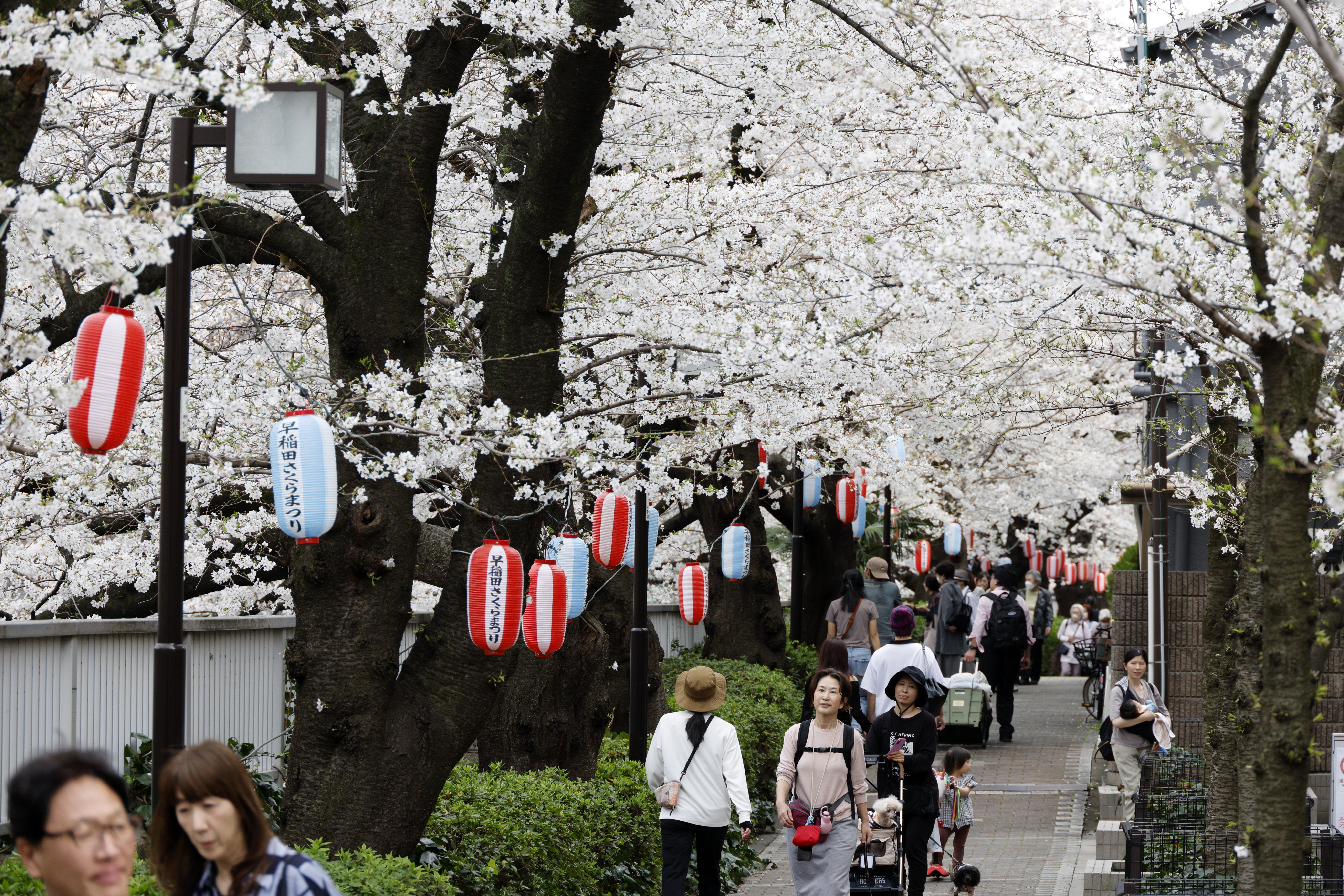 Más de 2.000 locales de una cadena, cerrados en Japón por una rata en la comida