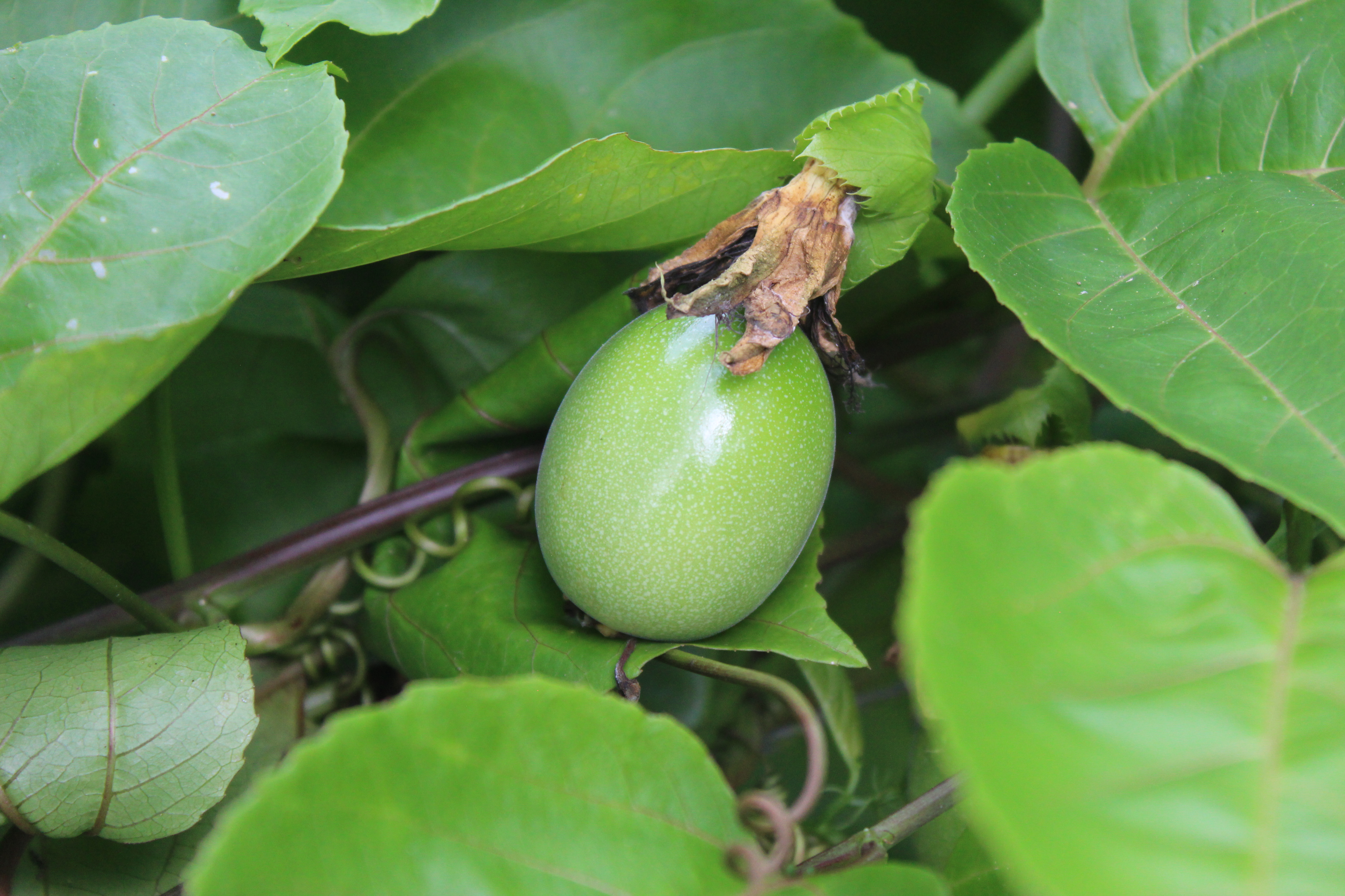 Cultivo de maracuyá en la Finca Agroturística Rosita en zona rural de San Luis de Palenque, Casanare.