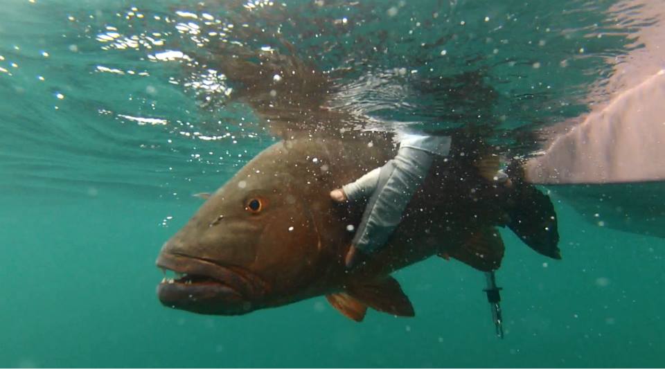 Colombia no tendrá pesca deportiva.