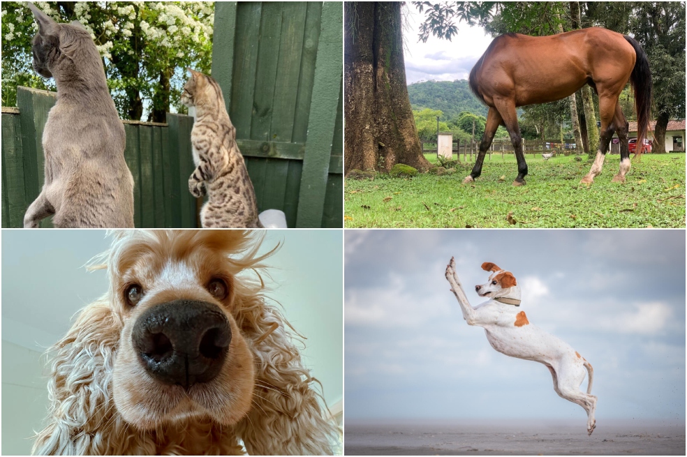 Estas son las fotos más chistosas de mascotas de 2024, ¿cuál le gusta más?