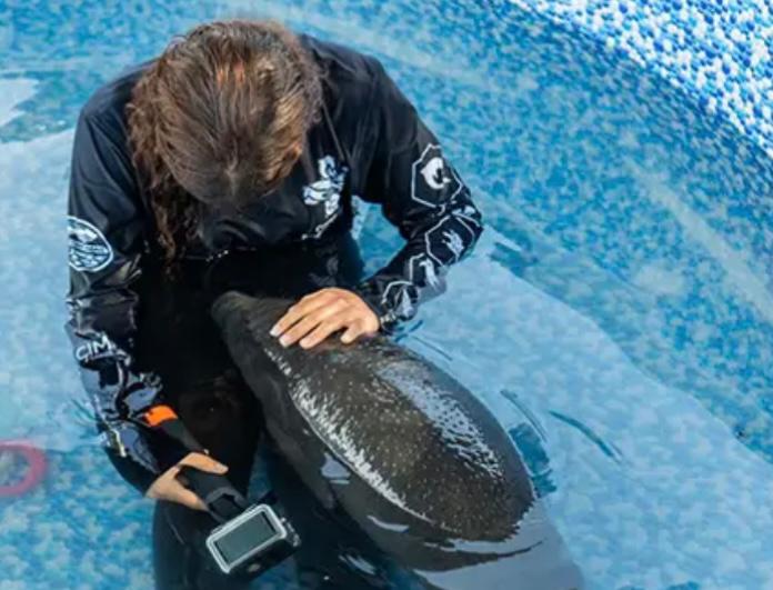 Pescadores rescataron un manatí recién nacido que se encontraba sin su madre