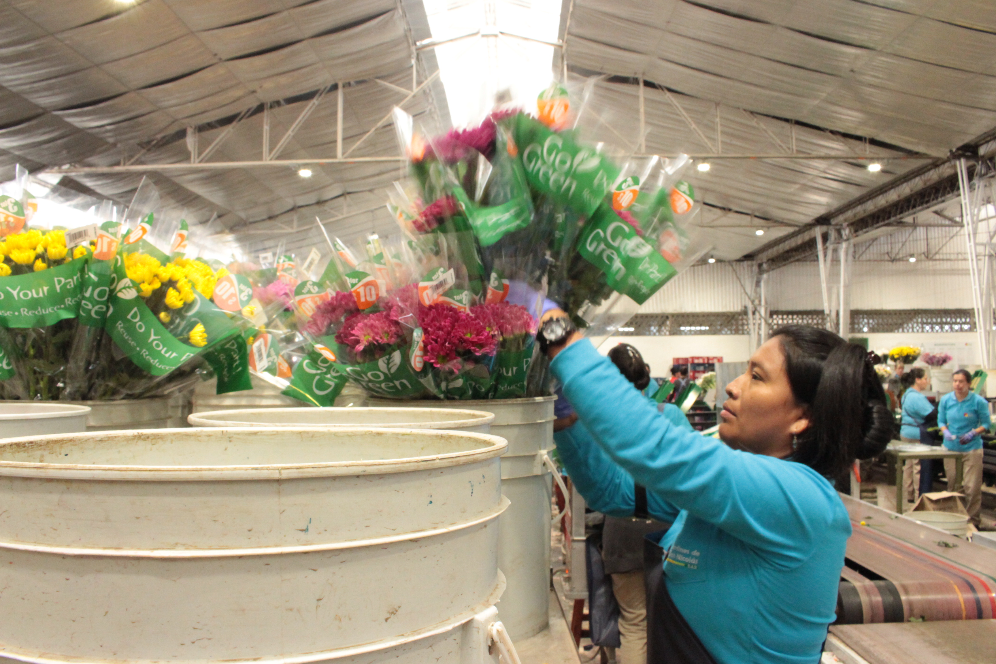 El sector floricultor genera al año 110 mil empleos directos y 90 indirectos, todos formales. Representa el 28 % de la formalidad del agro.