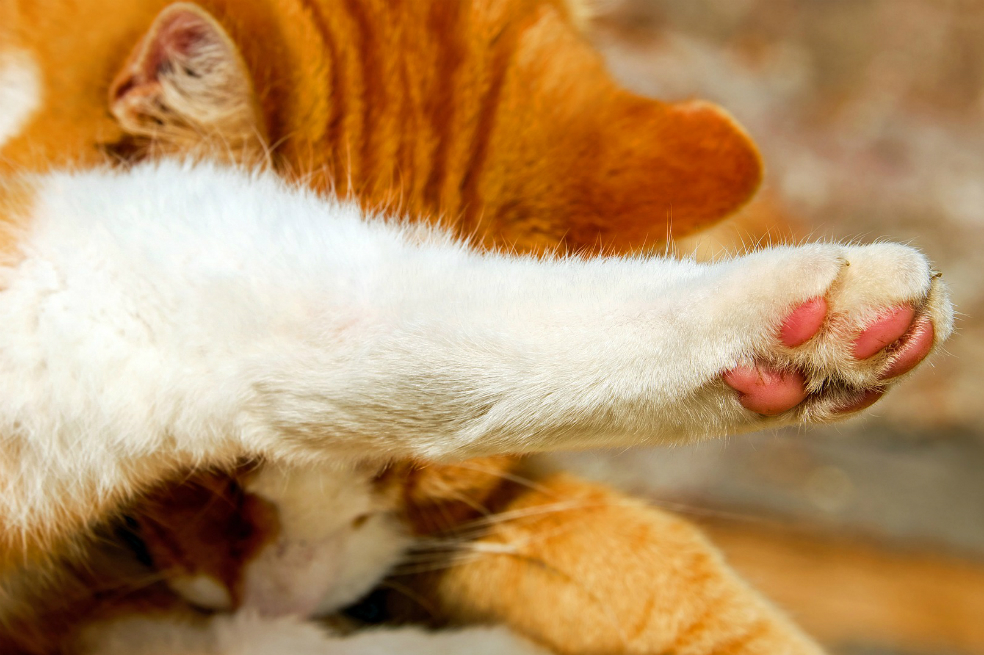 Cárcel para hombre que mató a un gato en Perú