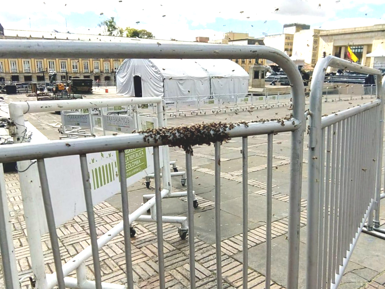 Abejas se instalaron en la Plaza de Bolívar, lugar en el que se posesionará Iván Duque