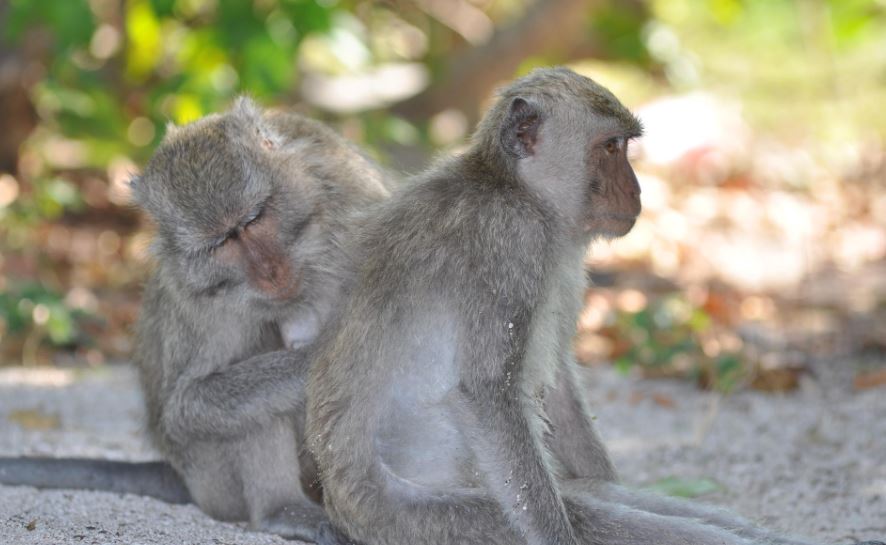 Ratifican al macaco de cola larga como una especie en peligro de extinción y se prende un debate científico
