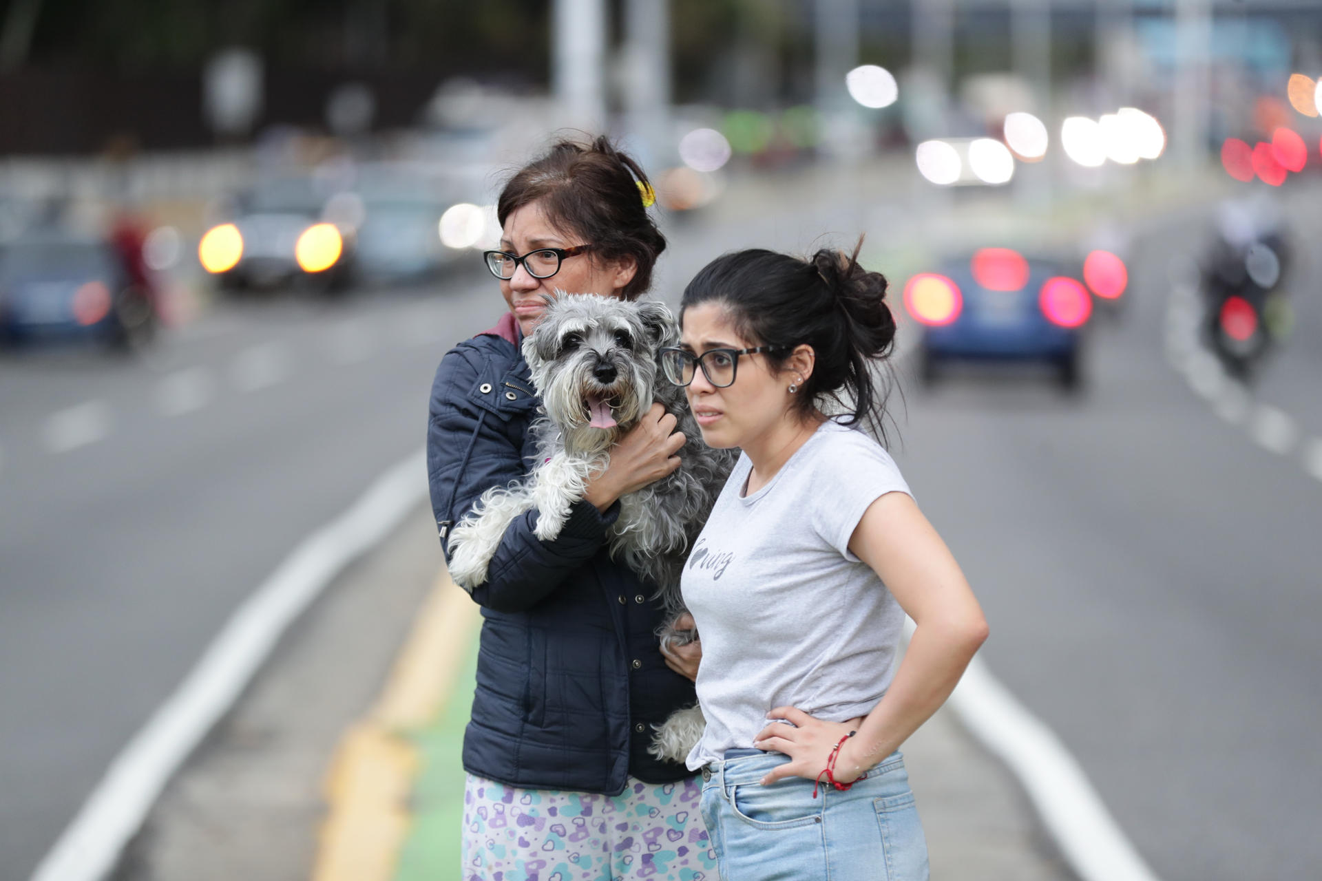 Perros y gatos perdidos tras temblor en Colombia: buscan a estas mascotas. ¿Las ha visto?