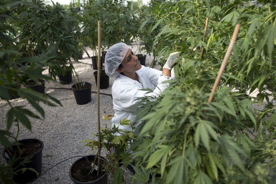 Lo que la marihuana puede hacer por su salud