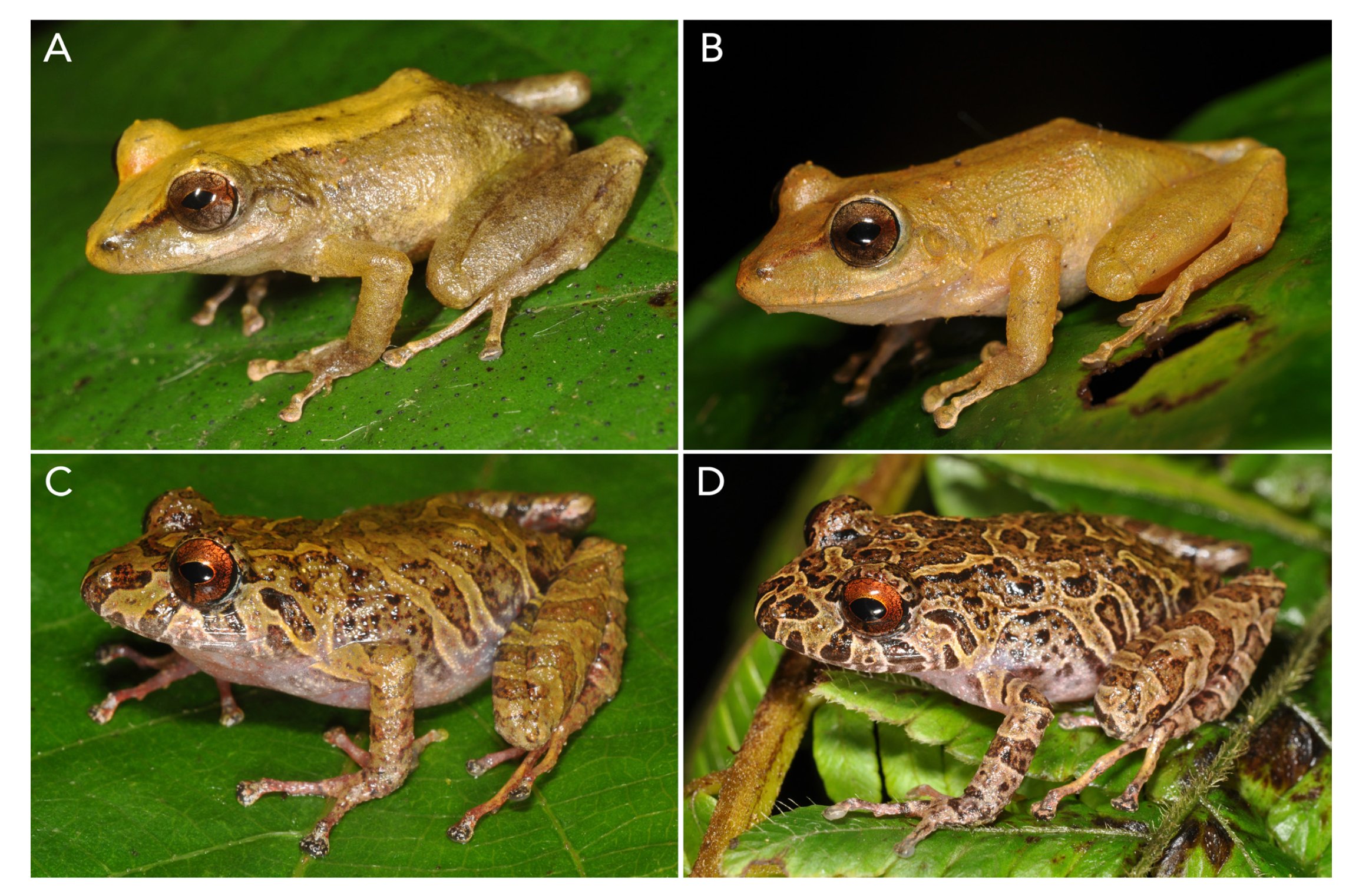 Las imágenes A Y B corresponden a la especie Pristimantis chocolatebari, mientras que la C Y D a Pristimantis carylae.