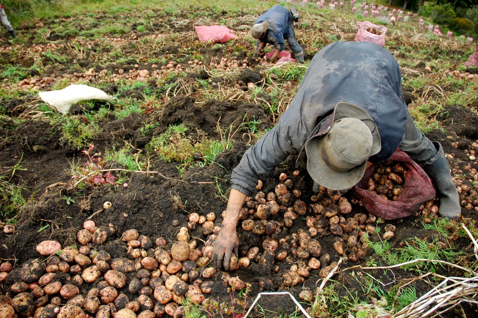 Referendo por el agro ha recogido medio millón de firmas
