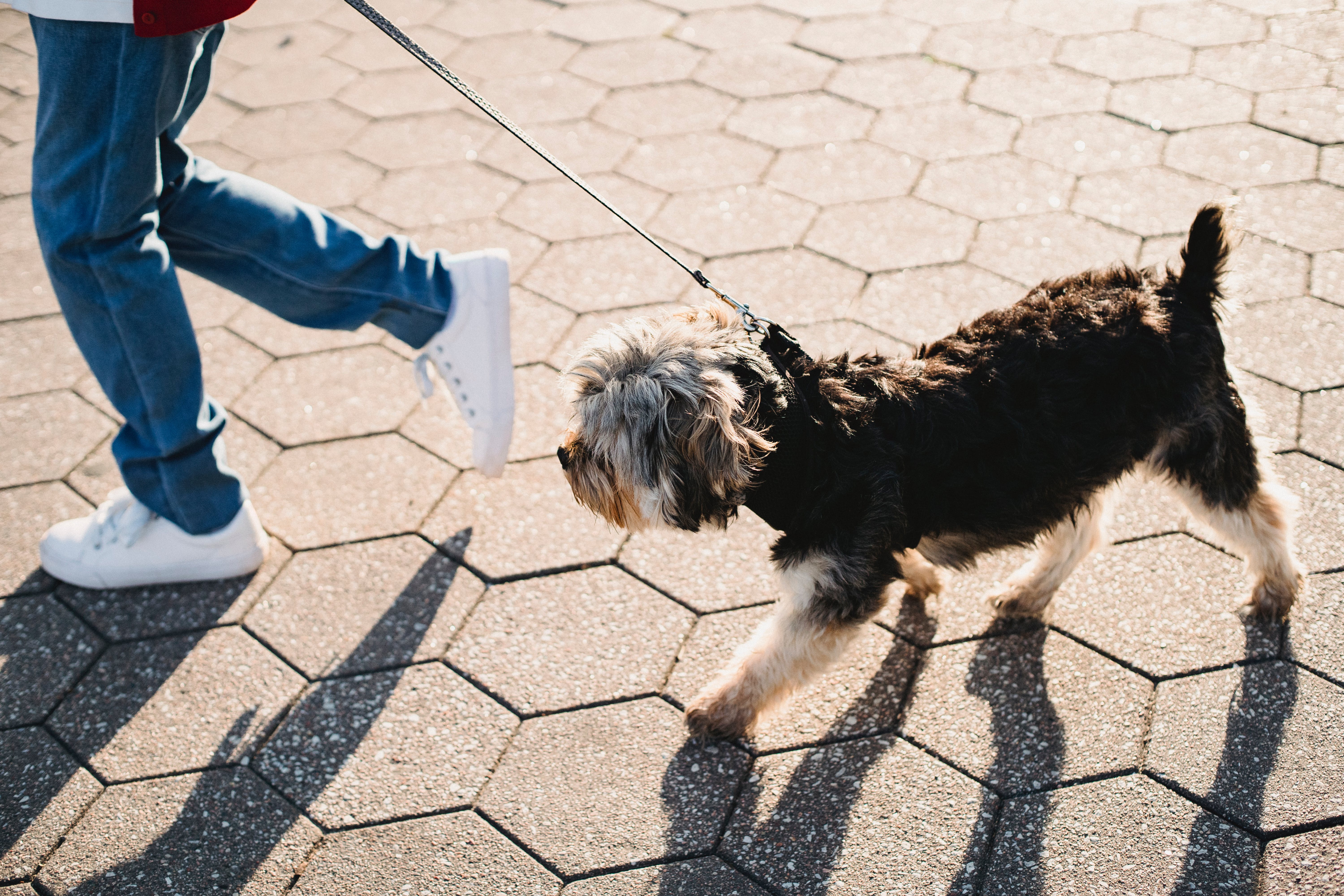 ¿Cómo proteger las patas de mi perro del calor?