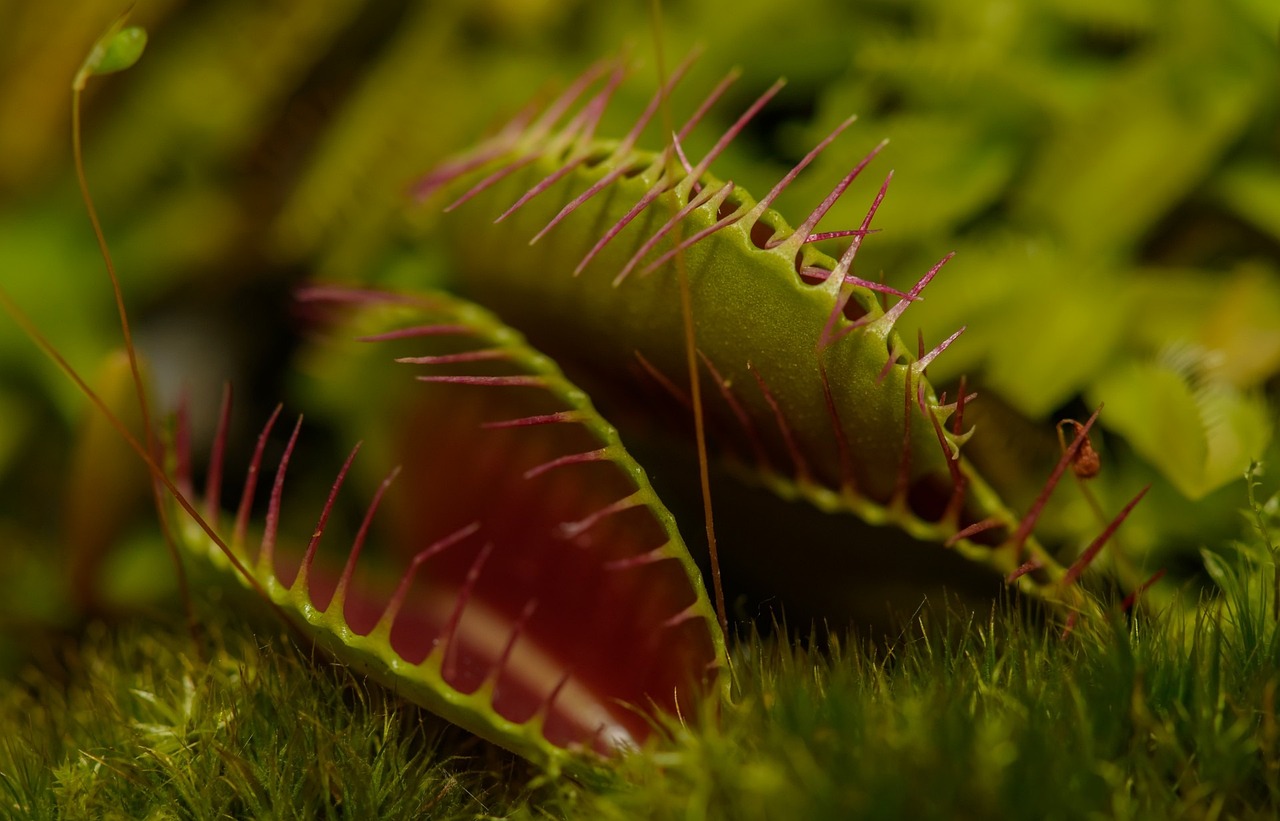 Algunas plantas carnívoras, como las del género Myrmecodia, han desarrollado estructuras especializadas para albergar colonias de hormigas. Las hormigas protegen a la planta de herbívoros y competidores, mientras que la planta les proporciona alimento y refugio.