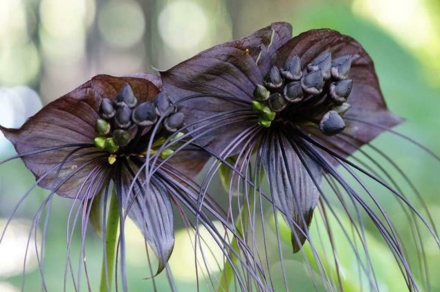 la flor murciélago recibe su nombre debido a la forma inusual y distintiva de sus flores, que se asemejan a murciélagos en vuelo o murciélagos con alas extendidas.