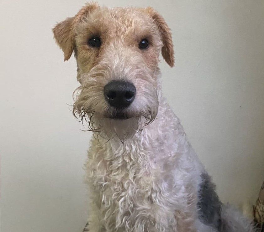 Buscan a Loky, perrito perdido en la localidad de Puente Aranda, en Bogotá