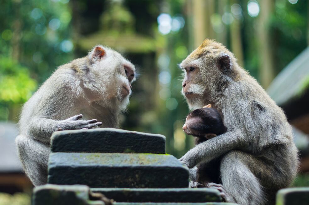 Animales comunicándose