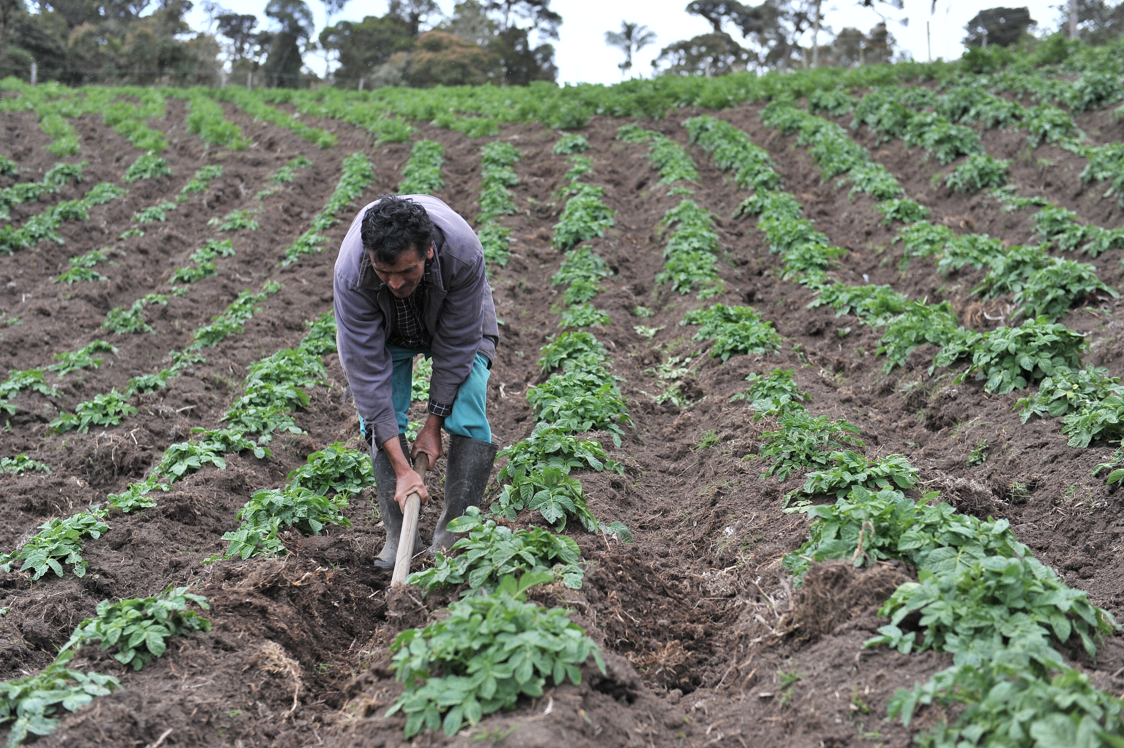 La unión hace el desarrollo agrícola productivo