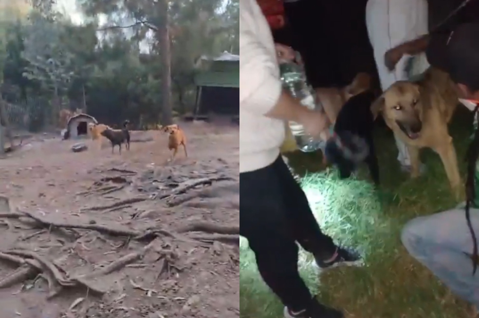 Incendios forestales en Bogotá: perritos que fueron rescatados necesitan su ayuda