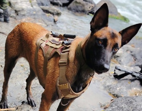 Hela, la perra del Ejército que sobrevivió a ataque y caminó 28 km para volver con su guía