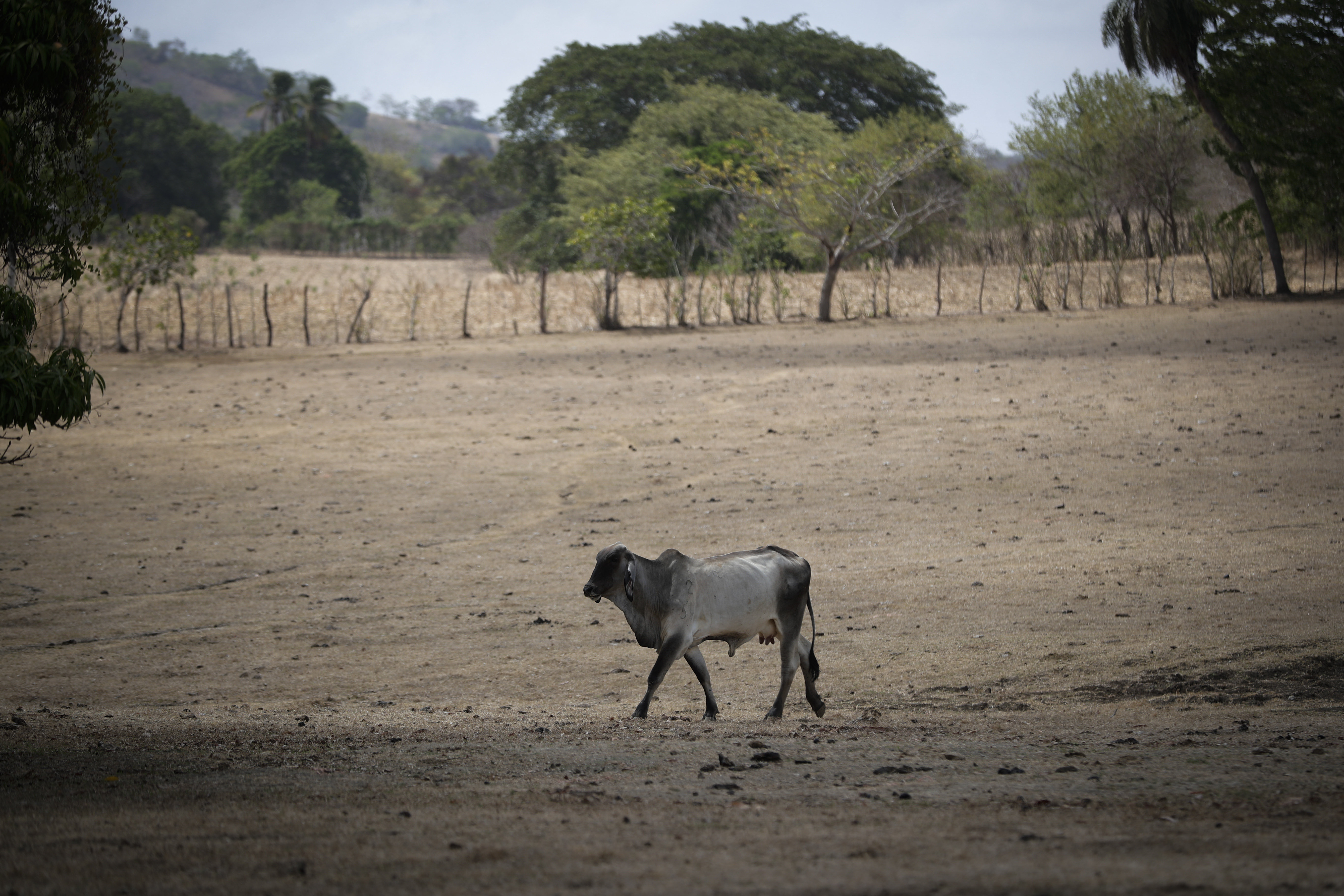 AME9423. AZUERO (PANAMÁ), 08/05/2024.- Fotografía de archivo fechada el 12 de mayo de 2023, que muestra a una vaca sobre un pastizal seco en la Península de Azuero (Panamá). El 2023 fue el año más cálido jamás registrado en América Latina y el Caribe, un efecto climatológico que junto con las lluvias y las inundaciones socavaron el desarrollo económico de la región, afirmó este miércoles la Organización Meteorológica Mundial (OMM), un organismo especializado de las Naciones Unidas. EFE/ Bienvenido Velasco