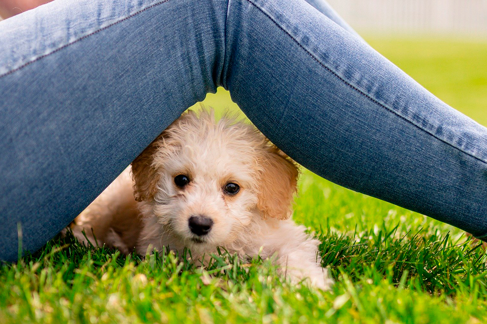 11 buenas razones para adoptar un perro