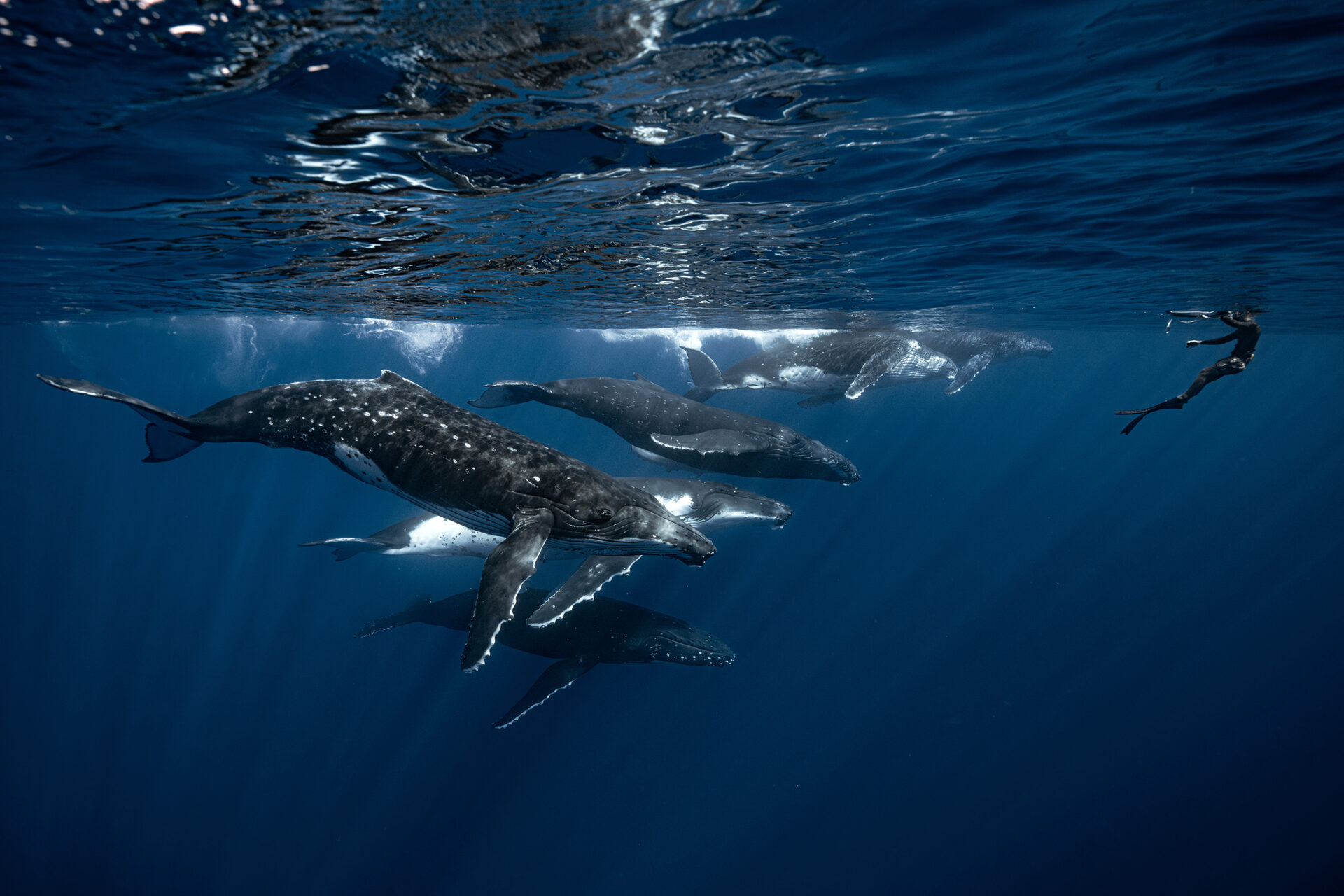 “Un guía de avistamiento de ballenas observa ballenas jorobadas en la Polinesia Francesa, manteniendo una distancia respetuosa y prudente”, dice Beltrán. “Personalmente, tengo muy pocas fotografías con personas y fauna silvestre porque prefiero fotografiar a los animales en su entorno natural con la mínima interferencia. Creo que las imágenes y el comportamiento responsables son fundamentales para preservar la integridad de la fauna silvestre. Comparto esta fotografía para promover un mensaje de respeto y observación responsable”.