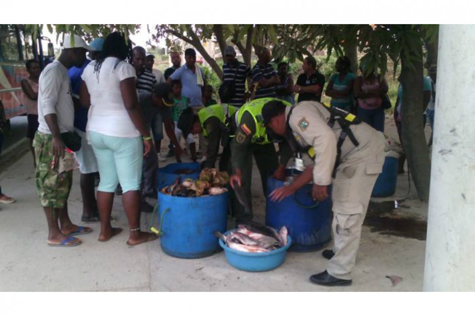 Realizarán operativos en Cartagena contra el tráfico de tortugas hicoteas