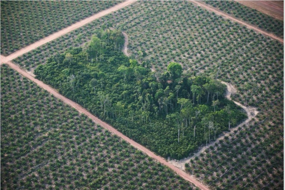 Por deforestación, Noruega y Alemania retiran apoyo económico a Brasil