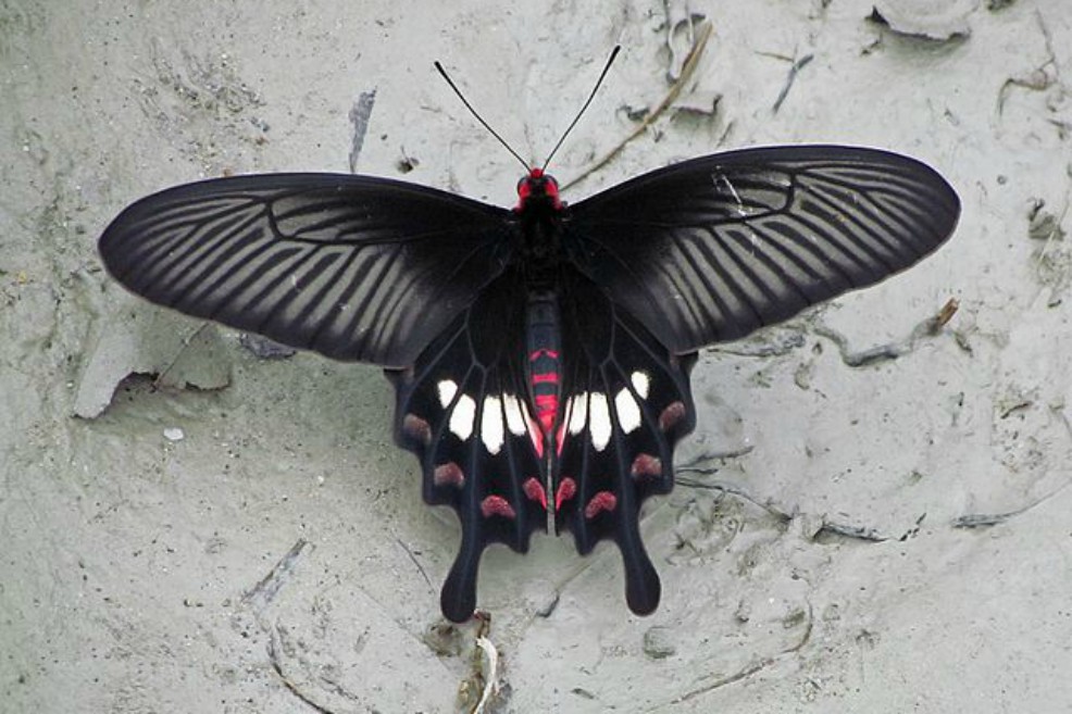 Las alas de la mariposa negra tienen el secreto para mejorar las celdas solares