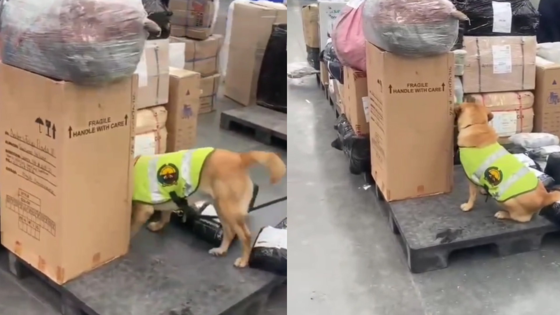 Canino de la policía halló 22 kilos de marihuana ocultos en un bafle