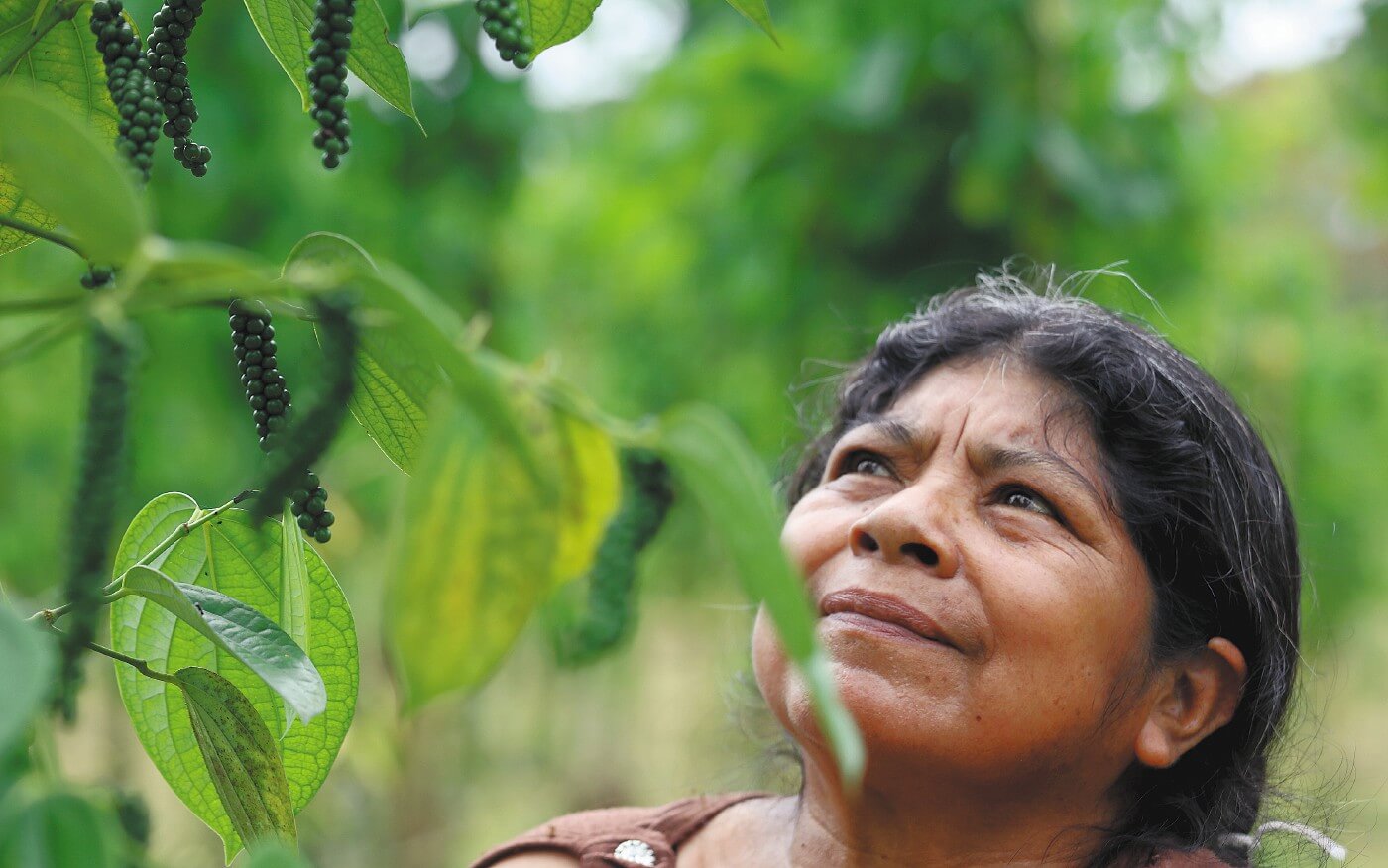 Flor Alicia Gualpa hace parte del nodo Los Corrales, un grupo de 11 personas de diferentes familias que cosechan pimienta juntos. / Andrés Ramírez